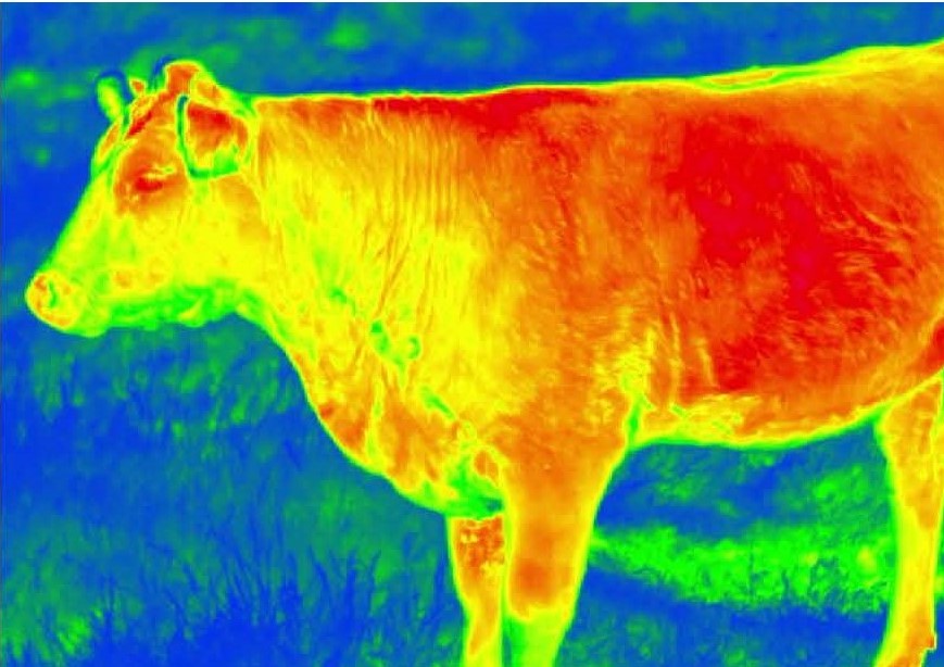 Infrared image of a cow that will be used for Alpha Phenomics’ proprietary pattern recognition software to improve the performance of carbon inefficient animals.