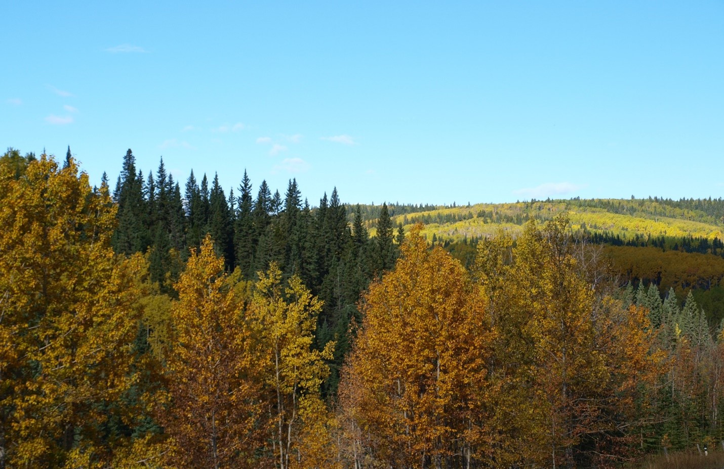 Changing colours in the fall in a mixed wood forest in Alberta.